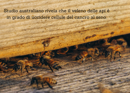 veleno api.png